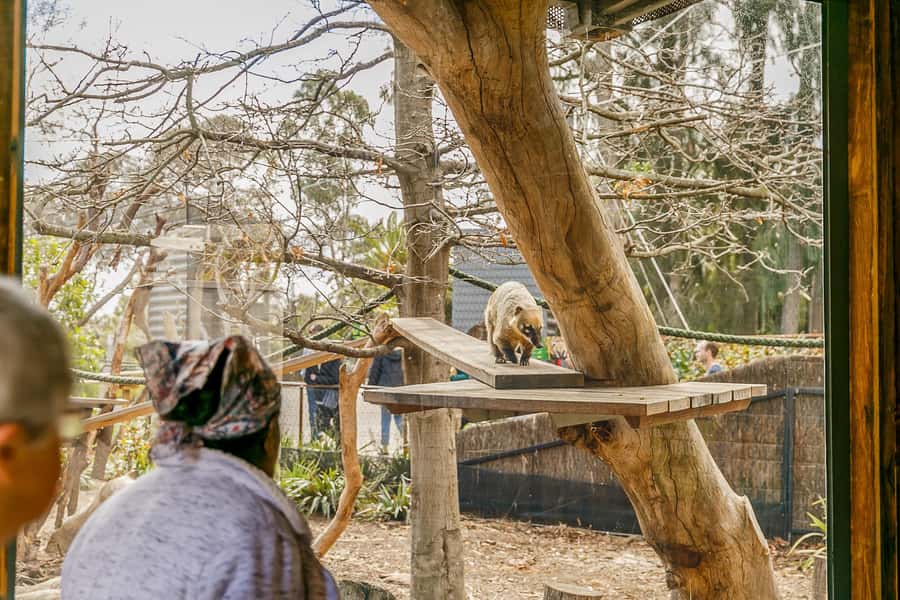 Melbourne Zoo: 1-Day Entry Ticket - The First Walk: Asian and African Rainforests