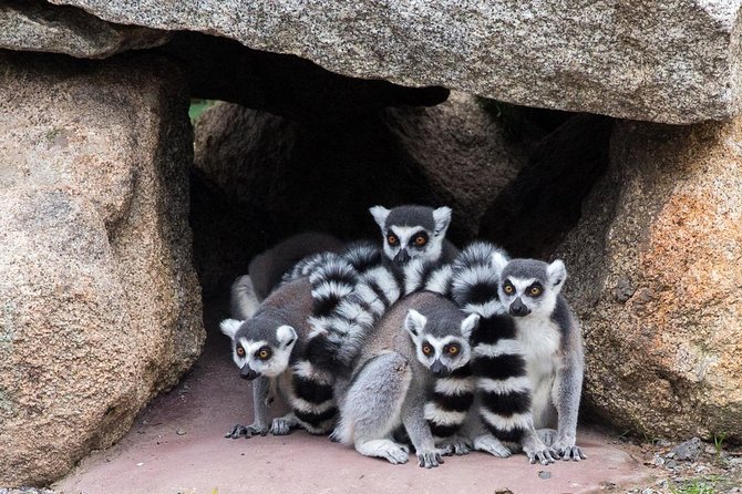 Melbourne Zoo General Entry Ticket - How long should you spend at Melbourne Zoo?