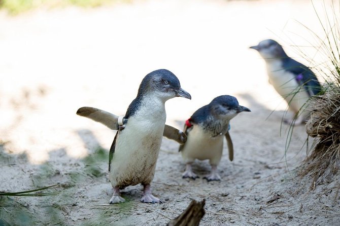 Melbourne Zoo General Entry Ticket - Native Australia at Wild Sea and beyond