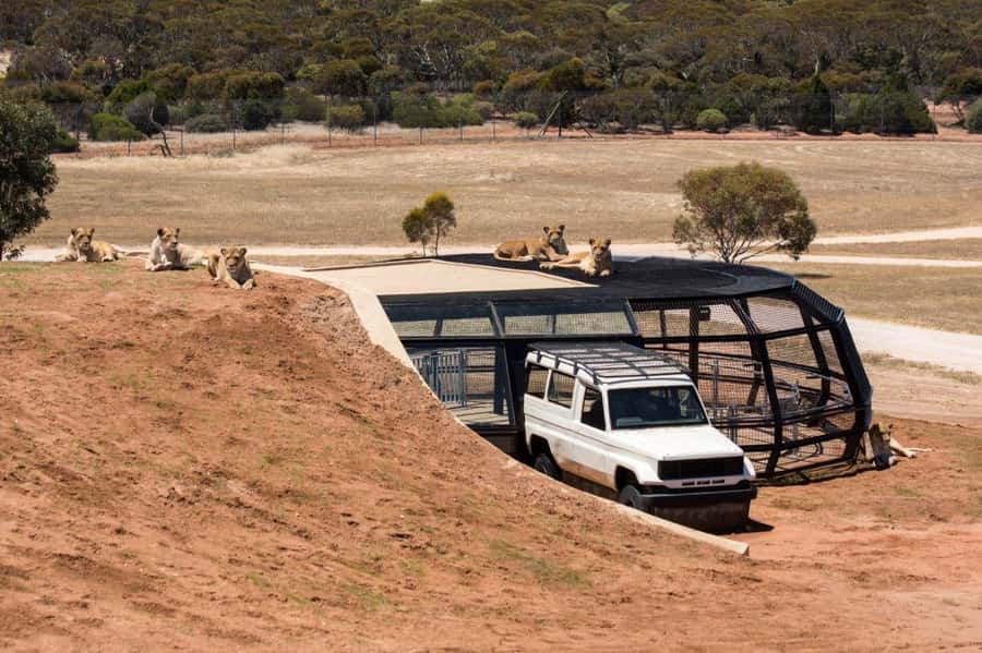 Monarto Safari Park: General Admission Tickets - Start with the Zu-loop bus