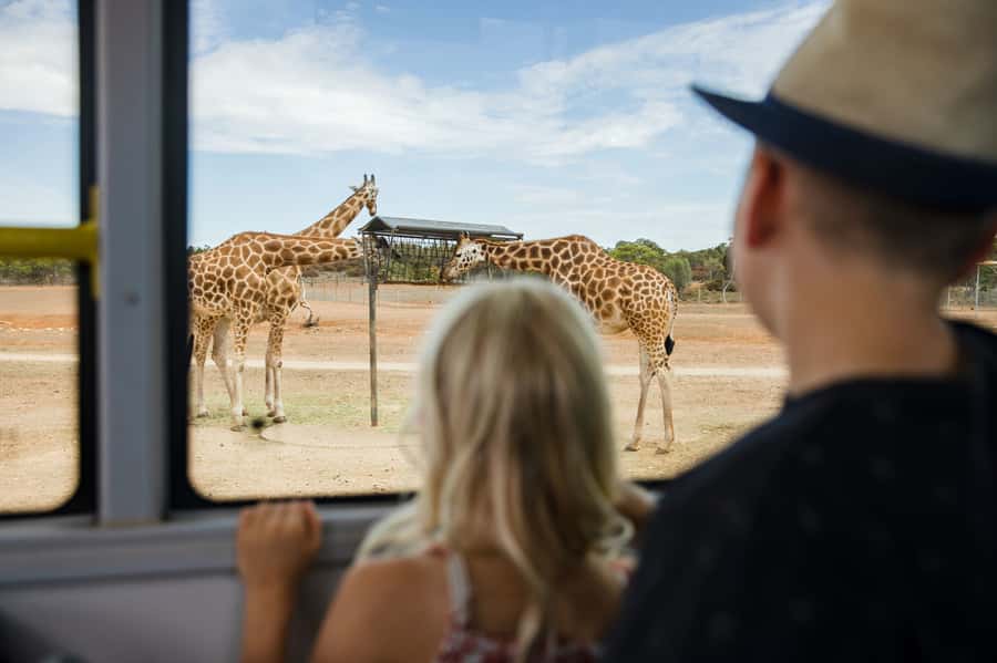 Monarto Safari Park: General Admission Tickets - Arriving through the entrance tunnel