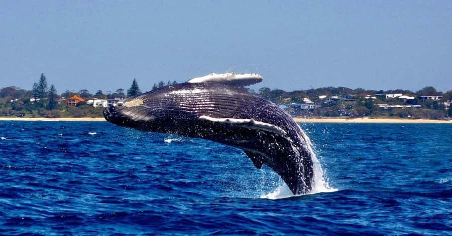 Mooloolaba: Whale Watching Cruise - Starting at Sunreef Mooloolaba