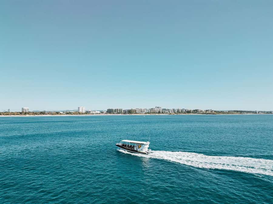 Mooloolaba: Whale Watching Cruise - What you might see during the whale search