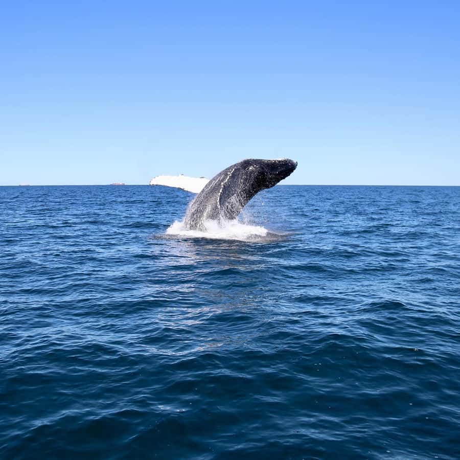 Mooloolaba: Whale Watching Cruise - The whale-friendly side of the trip