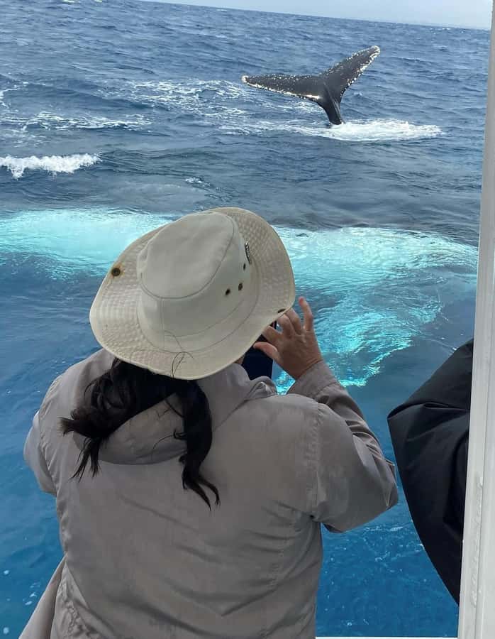 Mooloolaba: Whale Watching Cruise - How to get the most from three hours