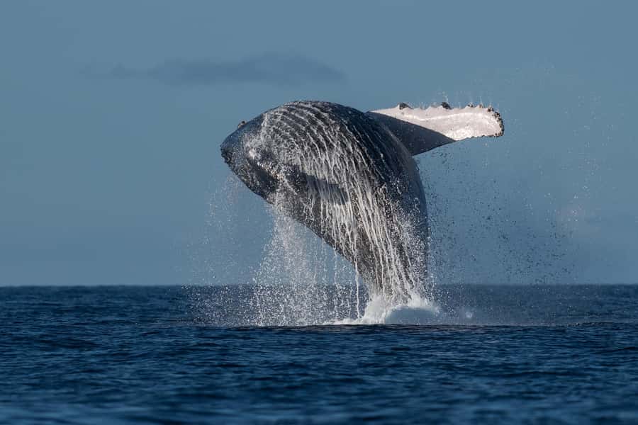 Mooloolaba: Whale Watching Cruise - Leaving the Mooloolaba River