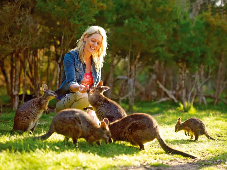 Moonlit Sanctuary Conservation Park Entry Ticket - Arriving at 550 Tyabb-Tooradin Road