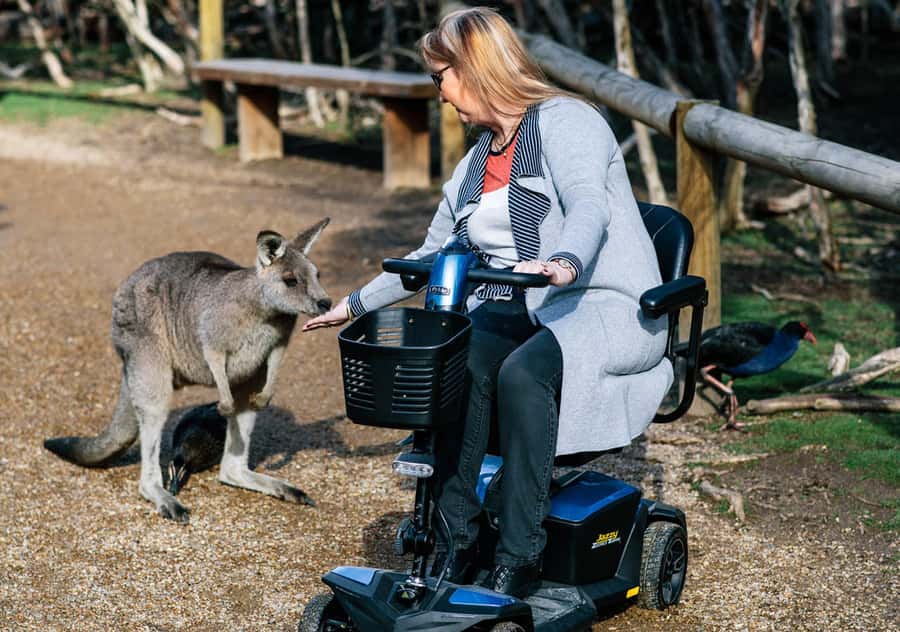 Moonlit Sanctuary Conservation Park Entry Ticket - Koalas, Wombats, and Other Special Encounters