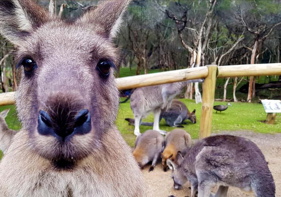 Moonlit Sanctuary Conservation Park Entry Ticket - Food, Shade, and a Comfortable Family Visit
