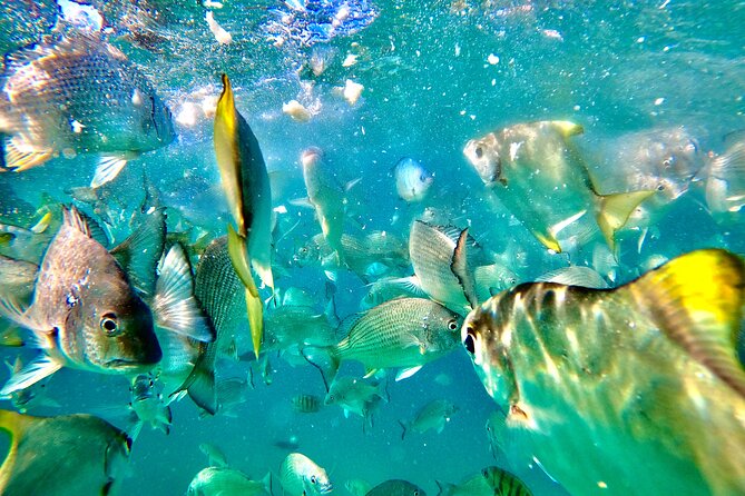Moreton Island Day Trip (Kayak, Snorkel & Sandboard) frm Brisbane or Gold Coast - Sandboarding on the Inland Dunes