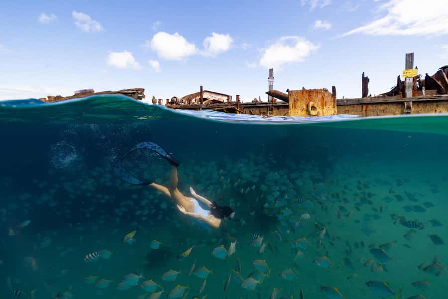 Moreton Island: Dolphin & Tangalooma Wrecks Snorkel Cruise - How the day is organised