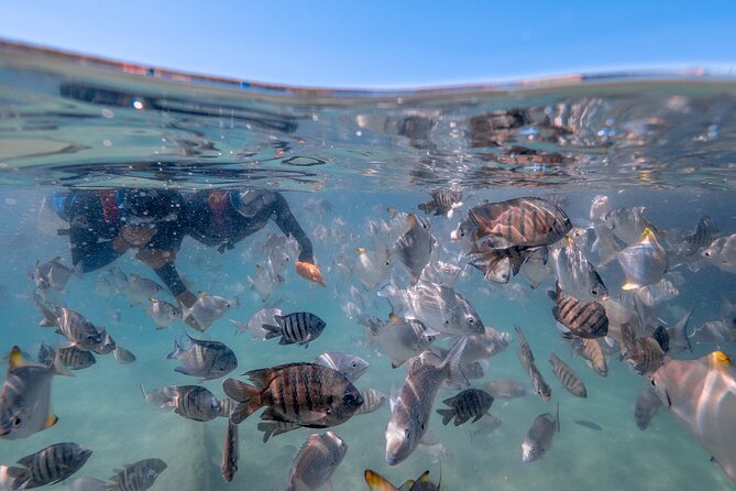 Moreton Island Eco Marine Safari Cruise and Snorkel - Snorkeling the Tangalooma Wrecks