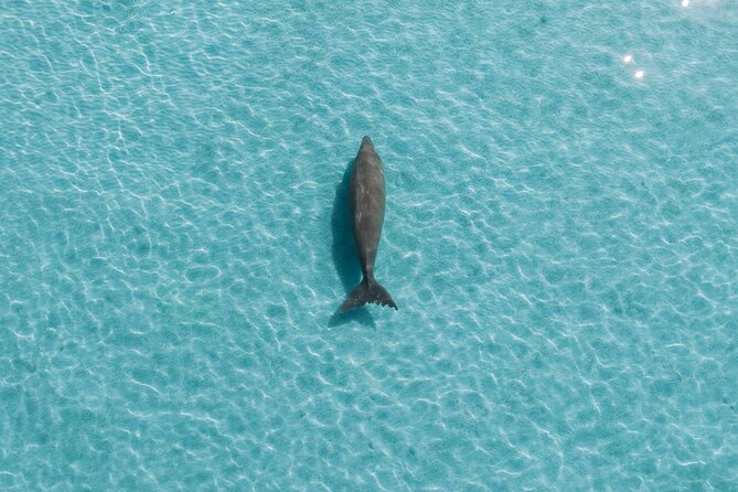 Moreton Island Eco Marine Safari Cruise and Snorkel - Five hours for beach time, swimming, and sand hills