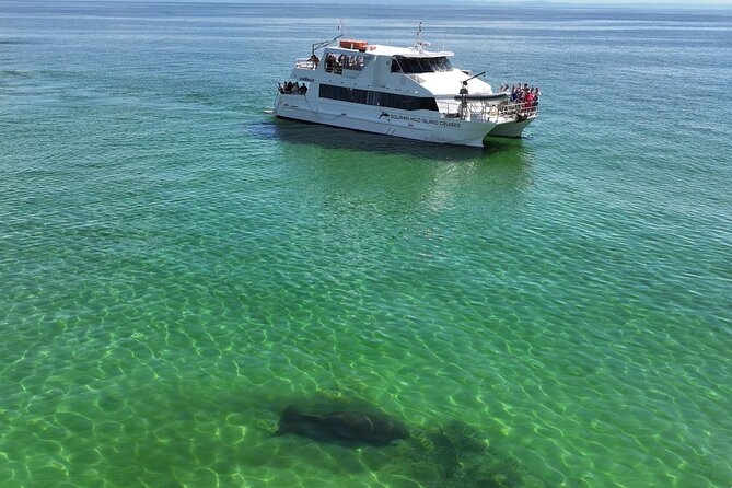 Moreton Island Eco Marine Safari Cruise and Snorkel - Is $142.73 good value?