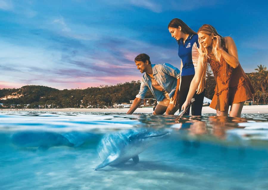 Moreton Island: Tangalooma ATV Quad Bike & Dolphin Feeding - Key points to know before you book