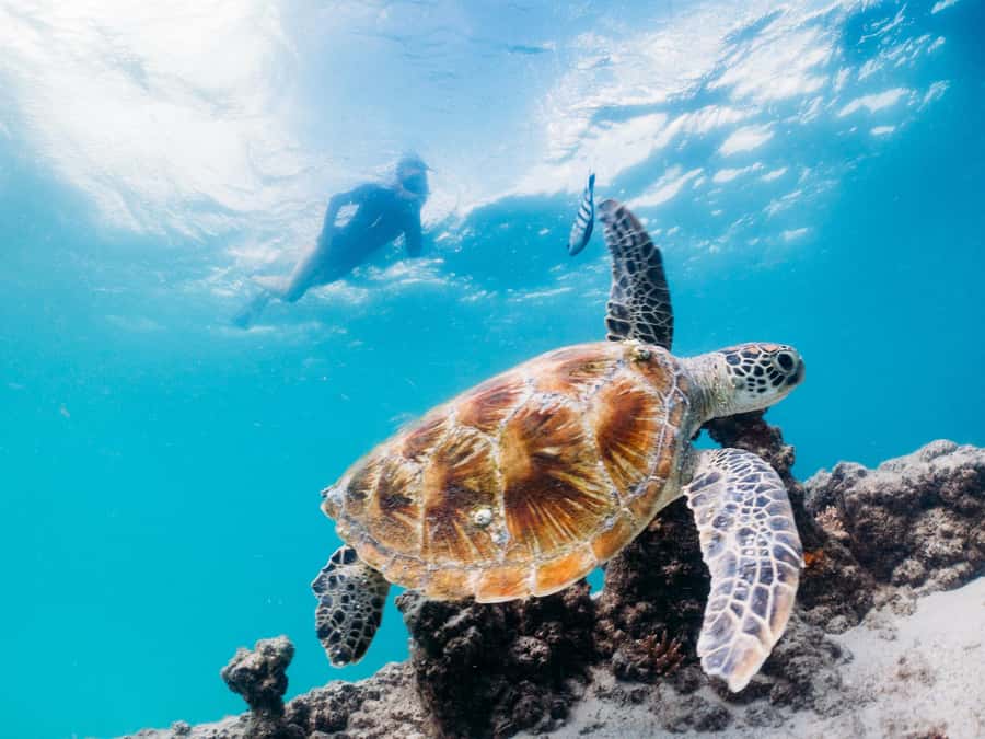 Moreton Island: Tangalooma Day Trip with Snorkeling Tour - Five things to know before you book