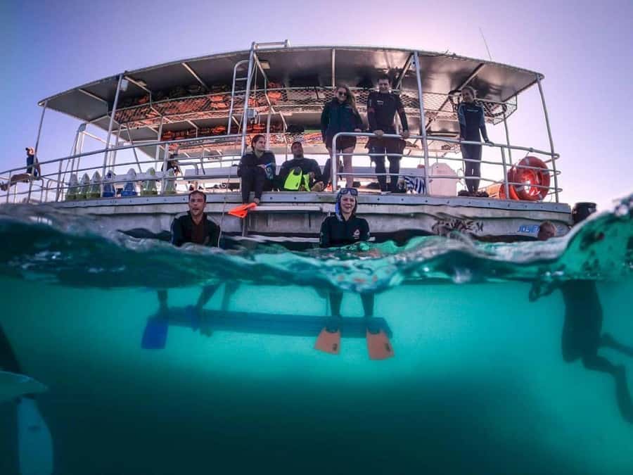 Moreton Island: Tangalooma Day Trip with Snorkeling Tour - Lunch is useful, but plan around the queues