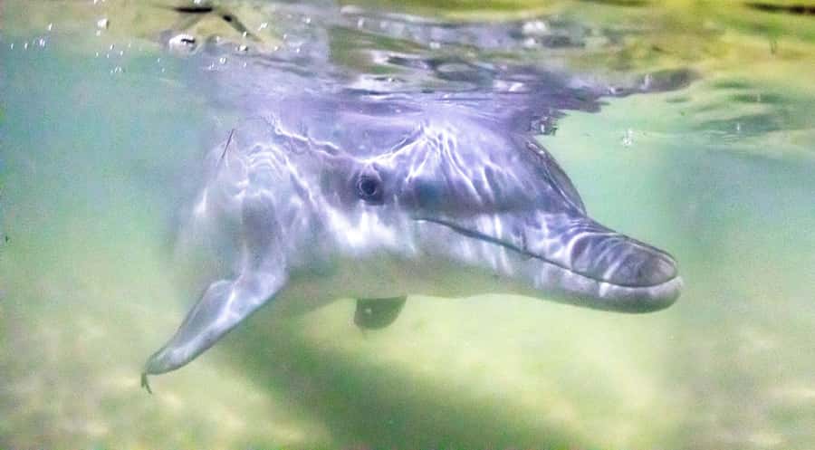 Moreton Island: Tangalooma Snorkeling Tour & Dolphin Feeding - Key points to know before you go