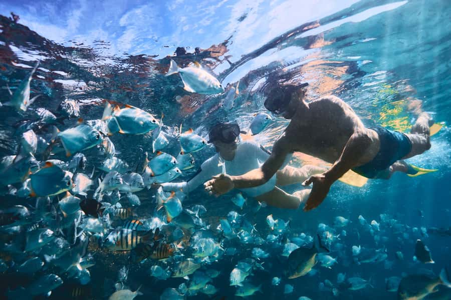 Moreton Island: Tangalooma Snorkeling Tour & Dolphin Feeding - Snorkeling the 15 Tangalooma Wrecks