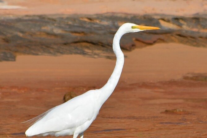 Morning Cruise on the Murchison River in Kalbarri (April to Nov) - How much value do you get for $50.21?