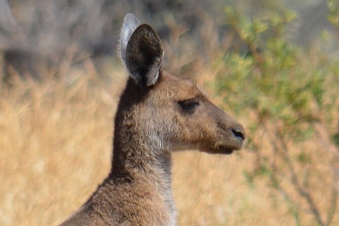 Morning Cruise on the Murchison River in Kalbarri (April to Nov) - Who will enjoy this Kalbarri cruise most?