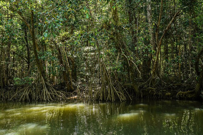 Morning Daintree Tour with River Cruise from Port Douglas - What the guides add to the morning