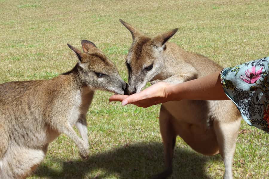 N. Queensland: Kuranda Rainforest Full-Day Tour - The BBQ lunch and practical comfort