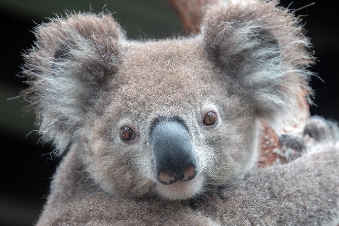 Nature and Wildlife: Australia in One Day - Private Tour - Key points to know before booking