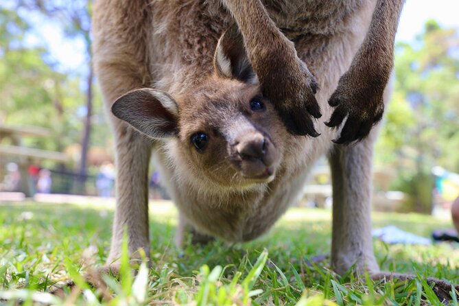 Nature and Wildlife: Australia in One Day - Private Tour - Why this tour covers so much of Sydney