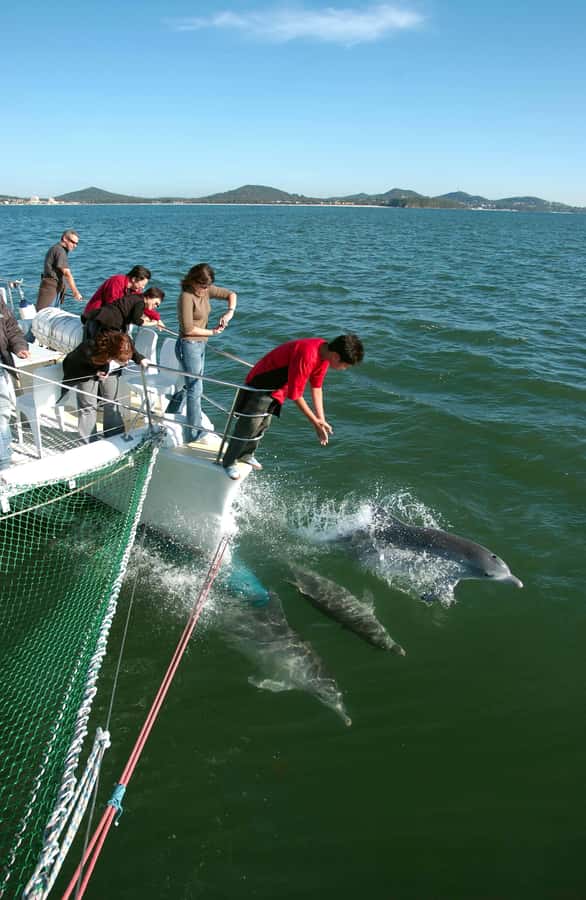 Nelson Bay: Dolphin Watch Cruise and Sail - Key points at a glance