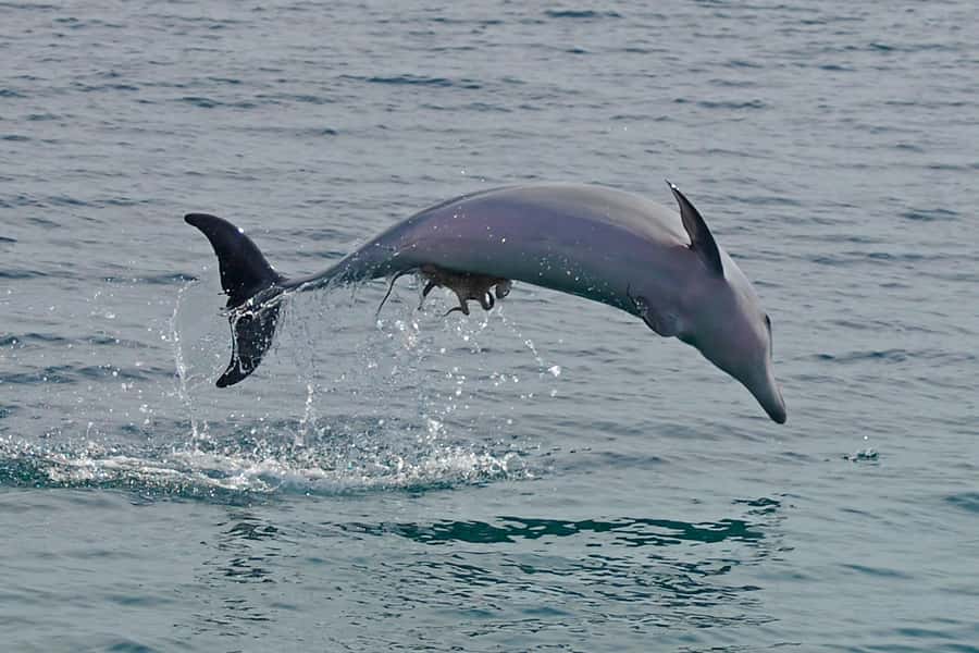 Nelson Bay: Dolphin Watch Cruise and Sail - The dry bow net and the wet boom net