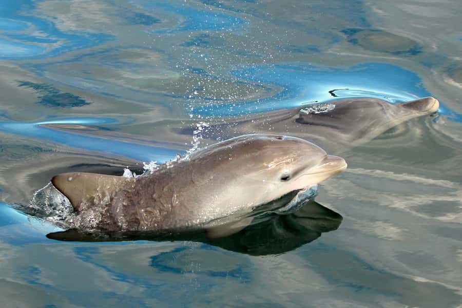 Nelson Bay: Dolphin Watch Cruise and Sail - Is $35 good value for 90 minutes?