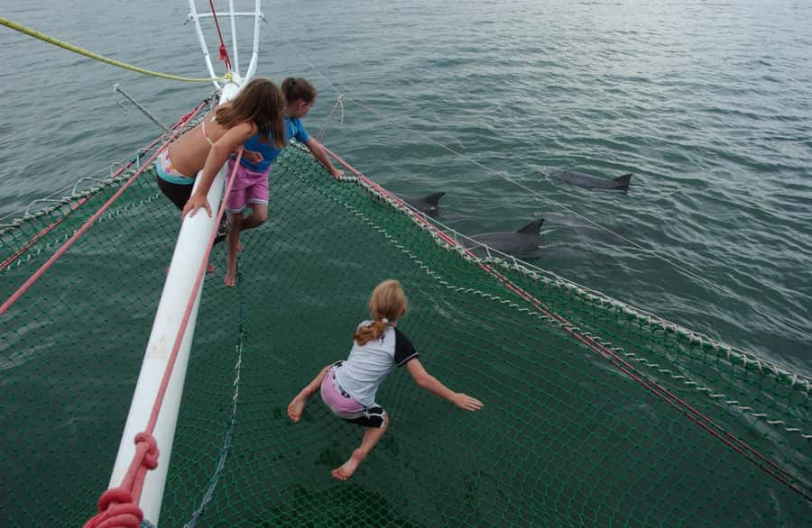 Nelson Bay: Dolphin Watch Cruise and Sail - The 90-minute search for bottlenose dolphins