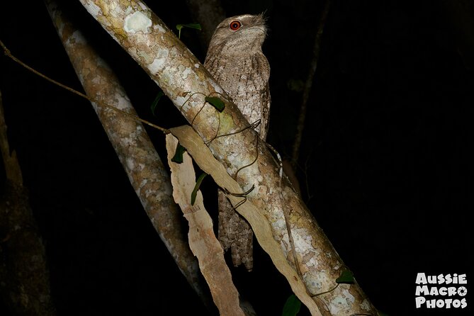 Night Walk in Cairns Botanic Gardens - Let's Go Buggin - Bringing your own camera or hiring one