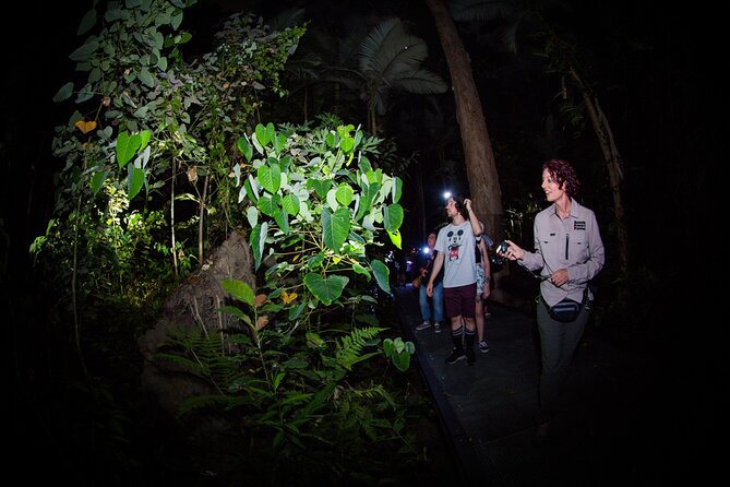 Night Walk in Cairns Botanic Gardens - Let's Go Buggin - Night walk or daytime session?