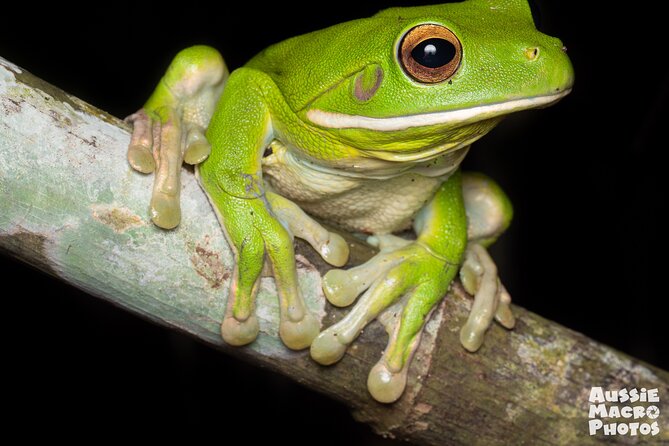 Night Walk in Cairns Botanic Gardens - Let's Go Buggin - The creatures you may find after dark