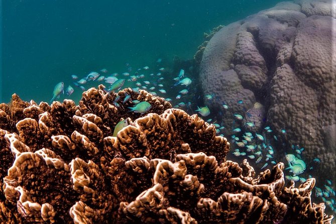 Ningaloo Reef Snorkel and Wildlife Adventure - Why this Ningaloo trip is different