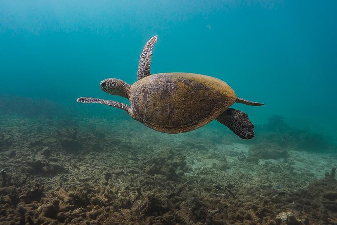 Ningaloo Reef Snorkel and Wildlife Adventure - Starting at Tantabiddi Boat Ramp