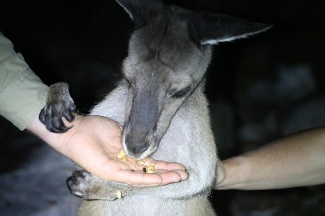 Nocturnal Wildlife Tour from Busselton - Why a night tour works better here