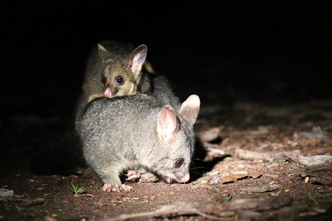 Nocturnal Wildlife Tour from Busselton - Ryan and Mick’s guiding style