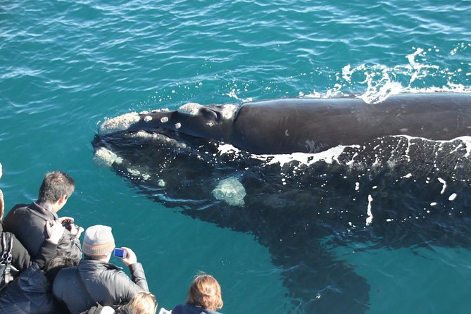 Nocturnal Wildlife Tour from Busselton - Who will enjoy this wildlife experience