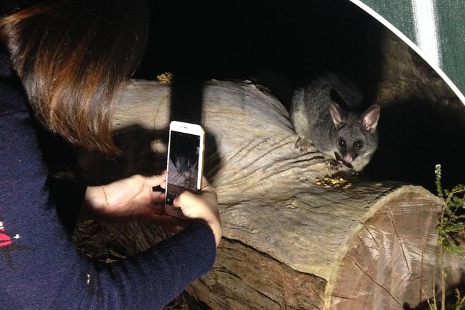 Nocturnal Wildlife Tour from Busselton - The easy walk to Yelverton Brook’s viewing area