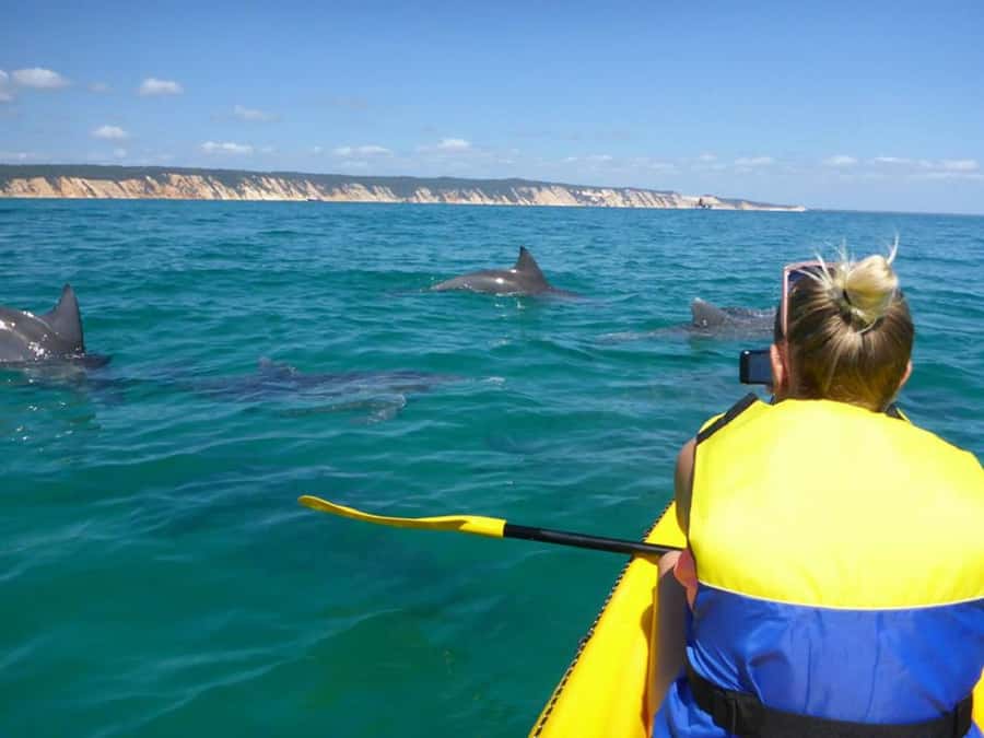 Noosa: Epic Ocean Kayak with Dolphins & 4WD Beach Adventure - Key points to know before you book