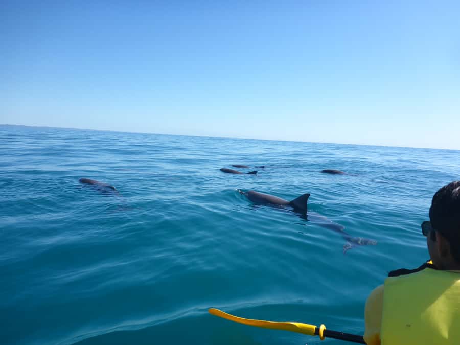 Noosa: Epic Ocean Kayak with Dolphins & 4WD Beach Adventure - The 4WD beach ride to Double Island Point