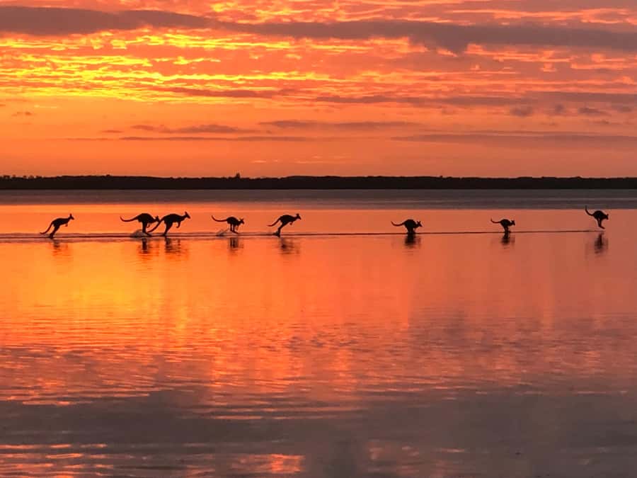Noosa: Everglades Explorer Cruise - The eco-boat cruise through the wetlands