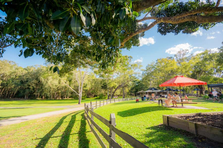 Noosa: Everglades Explorer Cruise - Harry’s Hut and the chance to swim