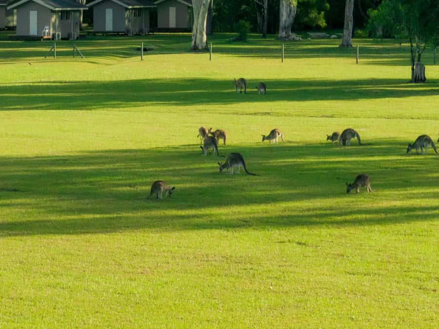 Noosa: Everglades Explorer Cruise - Who will enjoy this trip most