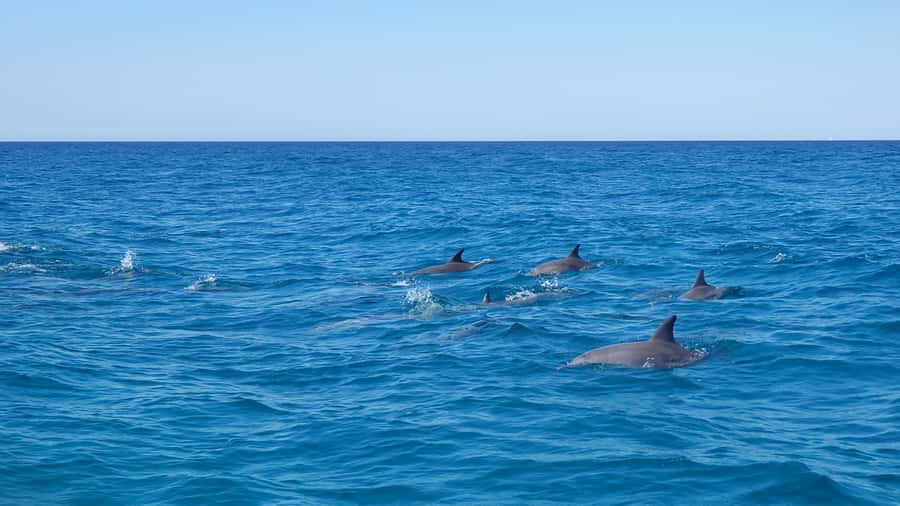 Noosa: Noosa Ocean Adventure with Dolphin Watching - Leaving Noosaville and meeting the Thriller