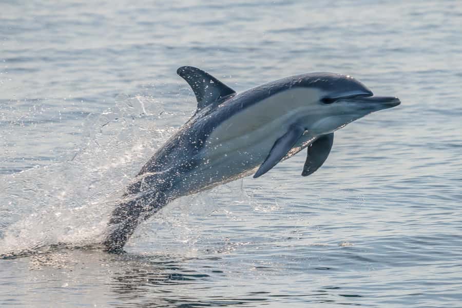 Noosa: Noosa Ocean Adventure with Dolphin Watching - Who will enjoy this most