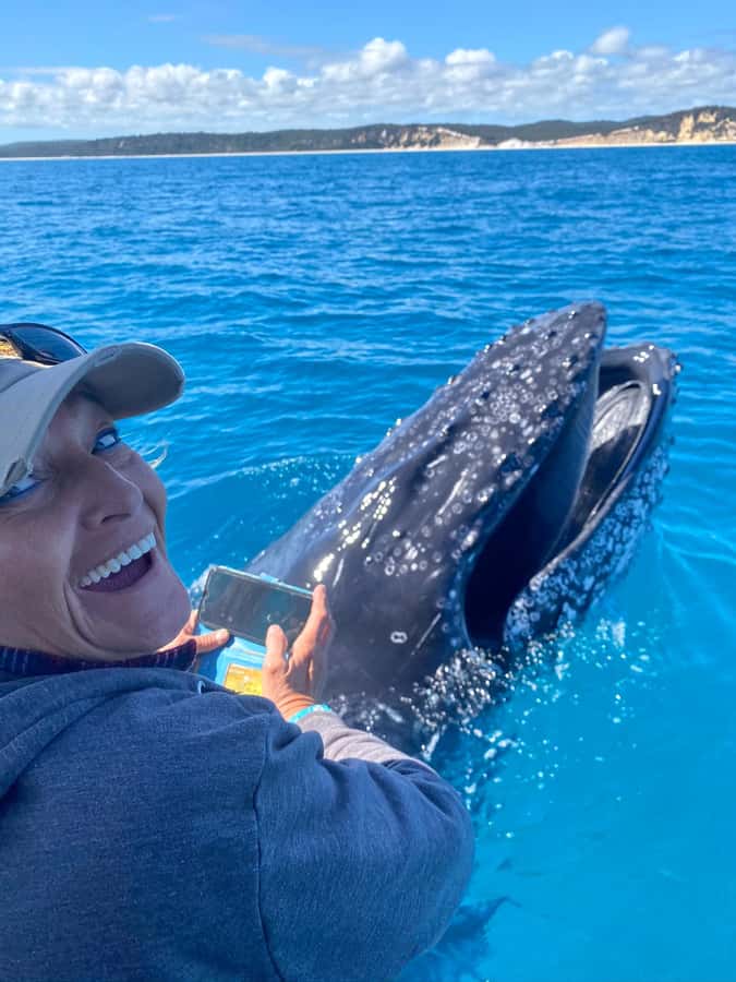 Noosa; Noosa Ocean Adventures - Whale Watching - Key points to know before booking